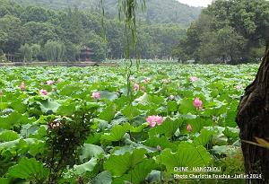 Charlotte- Hangzhou 006